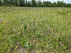 Ophrys sphegodes