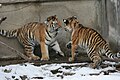 Siberian tiger cubs playing in the snow at the Buffalo Zoo.