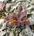 Flowers of Penstemon barnebyi