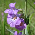 Flowers of Penstemon secundiflorus