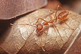 Oecophylla smaragdina (Red Weaver ant)