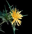 inflorescence yellow flower