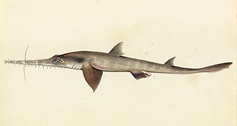 Sketchbook of fishes - 25. (Longnose) Saw shark - William Buelow Gould, c1832