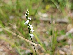 Spiranthes tuberosa