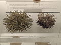 Sea urchin