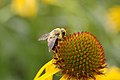 花与一只蜜蜂的特写 closeup with a bee