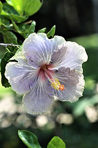 Hibiscus