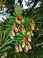 Male and female inflorescences