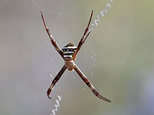 Female, dorsal