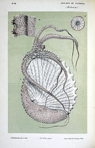 Argonauta nodosa with eggcase