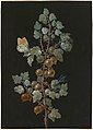 A Branch of Gooseberries with a Dragonfly, an Orange-Tip Butterfly, and a Caterpillar, 1725-1783, National Gallery of Art