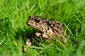 Bufo gargarizans in a garden in Liaoning Province, China