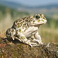 Balearic green toad