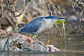 On the Daintree River, North Queensland Australia