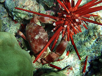 Crab feeding on sea urchin