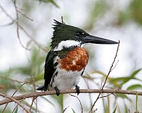 Amazon Kingfisher (male)