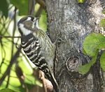 pecking tree