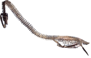 Elasmosaurus platyurus in the Rocky Mountain Dinosaur Resource Center in Woodland Park, Colorado