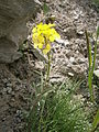 Erysimum rhaeticum