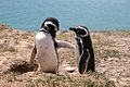 Magellanic penguins