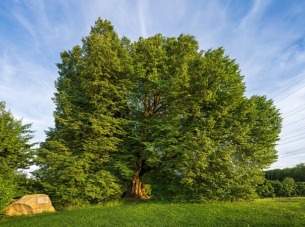 图为一棵被称为“圣亚纳椴树”的小叶椴，它是约300岁的自然纪念物，位于德国海尔布隆克希豪森附近的一小丘上。