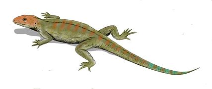 Hylonomus, the earliest sauropsid reptile, appeared in the Pennsylvanian, and is known from the Joggins Formation in Nova Scotia, and possibly New Brunswick.