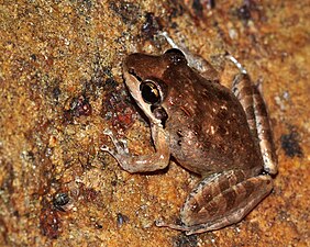 Dorsal view