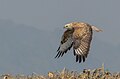 Long-legged buzzard