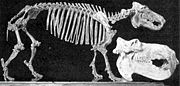 A Malagasy pygmy hippopotamus skeleton compared to a common hippopotamus skull.