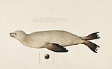 Japanese sea lion drawn by Philipp Franz von Siebold (1823-1829).