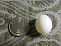 人工饲养之白禾雀所产下的卵（与新台币壹圆大小比例对照）