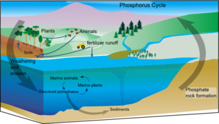 Phosphorus cycle