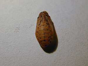 Pupa