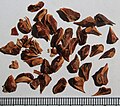 Seeds