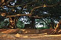 竹南鎮崎頂日出神社