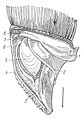 Drawing of the inner shell anatomy of Alinda biplicata shown through a partly broken-open shell. The spoon-shaped end of the clausilium is labelled number 5. Other numbers depicts various plicae and lamellae.