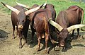 Watusi cattles