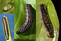 Egg and larva (banded owl)