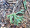 Eriospermum bowieanum