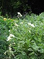 Erodium chrysanthum