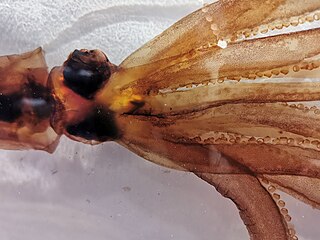 #632 (6/5/2015) Closeup of head and arm crown of the same specimen; its unusual preservation in acrylic rendered its tissues largely translucent – note dark eyeballs and beak (centre-left) (see also closeups of mantle and head and tentacular club)