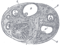 Section of the ovary. (#5 through #9 represent stages of folliculogenesis)