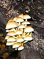 Hypholoma fasciculare