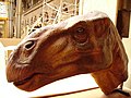 Iguanodon head