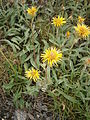 Inula ensifolia