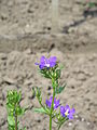 Legousia speculum-veneris