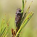 Screaming Cicada (Maoricicada cassiope) singing from Dracophyllum shrub at Korowai / Torlesse Tussocklands Park.