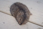 North American Brown Lemming (Lemmus trimucronatus). The lemming was pretty much dead by this time and my cat was very pissed.