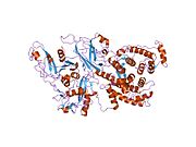 1kfu：人m-钙蛋白酶II型的晶体结构