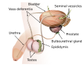 Sperm release pathway